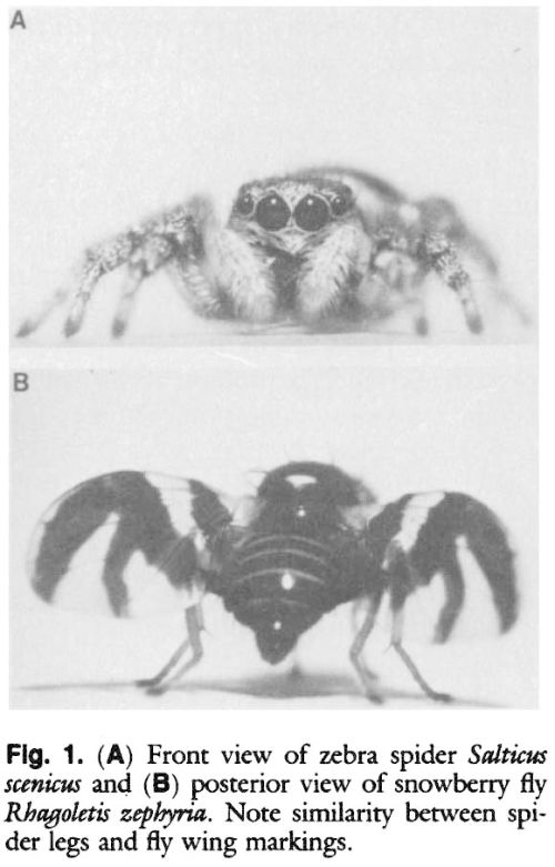 This is not pepper maggot, but the picture demonstrates the mimicry between a similar species and a jumping spider. Photos from “A Sheep in Wolf's Clothing: Tephritid Flies Mimic Spider Predators,” Mather MH, Roitberg BD