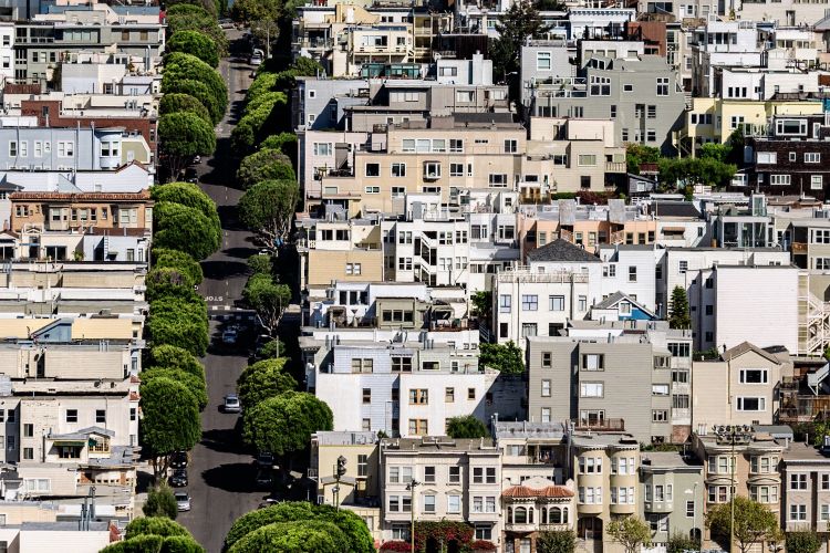 Street trees in San Francisco. Image courtesy of Photo by Vladimir Kudinov on Unsplash.