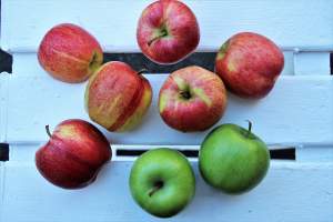 Sorting and classifying with infants and toddlers