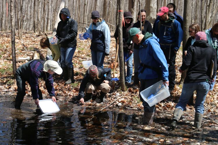 Teachers gain hands-on experiences learning alongside MSU Extension and Michigan Natural Features Inventory scientists as part of vernal pool training. Brandon Schroeder | Michigan Sea Grant