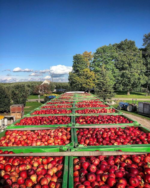 Gala apples