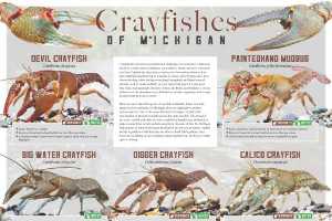 Explore Michigan’s wonderful world of crayfish - MSU Extension