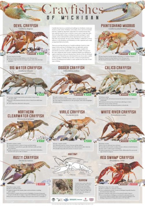 Crayster's Michigan Crawfish Reports