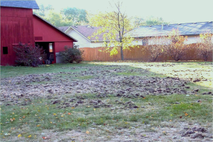 Grub damage to lawns is being reported now in drought-stricken parts of Michigan