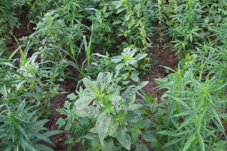 Uncontrolled weeds in an industrial hemp field