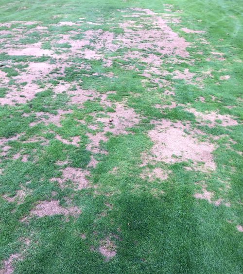 Stressed turfgrass on a golf course fairway. All photos: Kevin Frank, MSU.