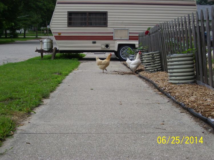 Chickens in an urban setting. | Photo by Mary Reilly