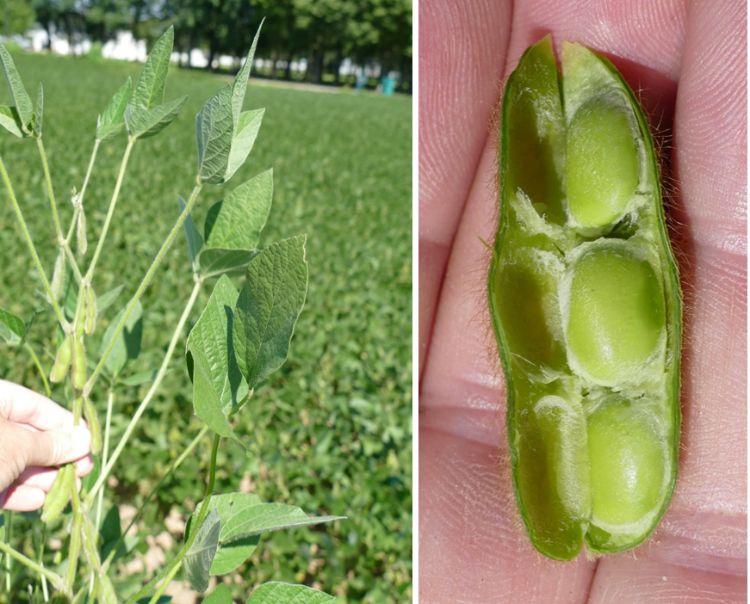 A soybean plant and a soybean pod cut in half.