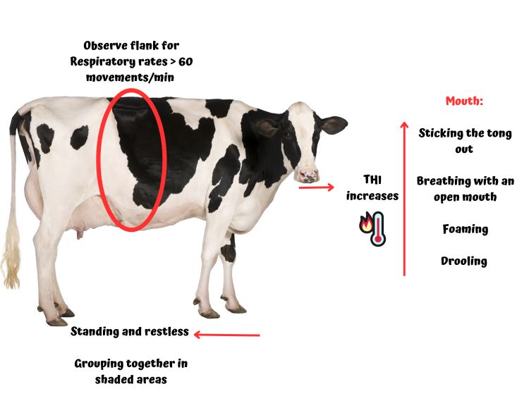 Shielding grazing dairy cows from heat stress: effective strategies for ...
