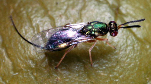 Adult is a small, dark wasp with a bright green head, a thorax and abdomen with coppery or bronze metallic reflections, brownish-yellow legs, clear wings and a long ovipositor. 