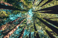 Changes title over a view upward of trees in forest