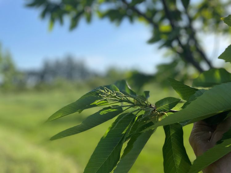 ‘Bouche de betizac’ chestnut