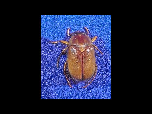 Masked Chafer 