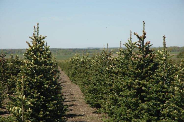 A field of Fraser firs with cones on them.