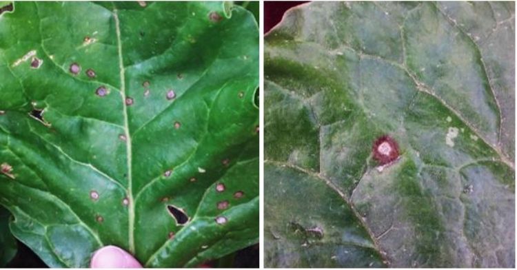 Cercospora leaf spot on sugarbeet