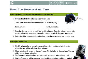 Down Cow Movement and Care