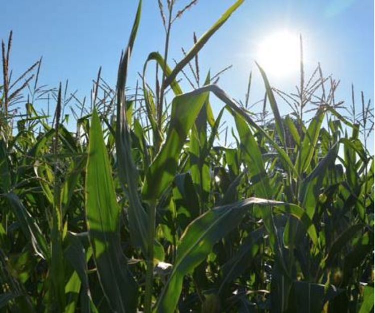 Field crops and forages.