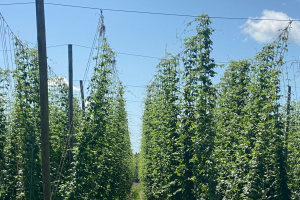 Michigan hop crop report for the week of July 12, 2021