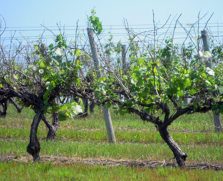 Chardonnay vines damaged by winter cold are sending out new shoots from the trunk and arms as well as from last year’s shoots. Photo credit: Mark Longstroth, MSU Extension