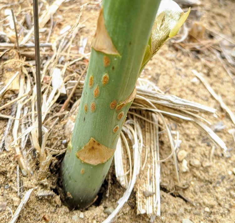 Asparagus rust lesions