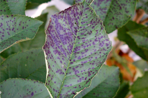  Lesions begin as small, circular, red to purplish spots on the upper leaf surface. 