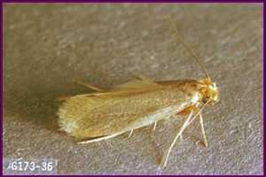 Clothes Moths Plant Pest Diagnostics