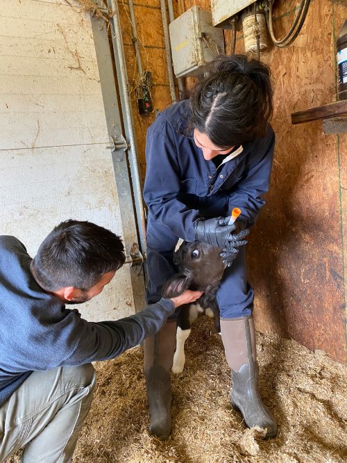 People tube feeding a calf.