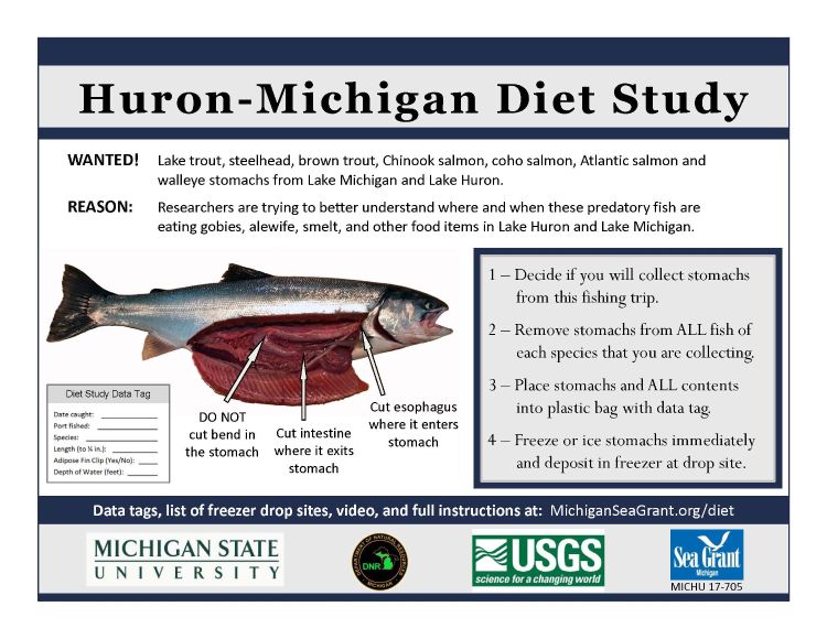 diet study instructions and picture showing detail of fish stomach. Information included in article. Video link to instructions also included in article.