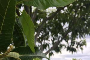 Michigan chestnut crop report for the week of July 12, 2021