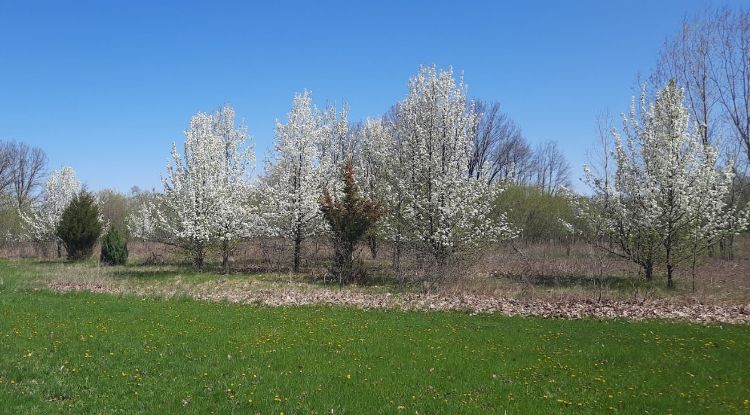 Callery pear trees in a vacant lot.