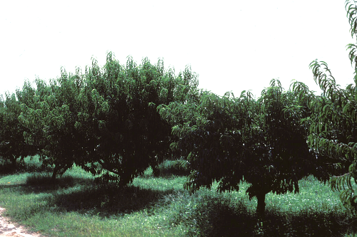 Canopy of infected trees is flattened and compacted. Foliage tends to be a darker green.