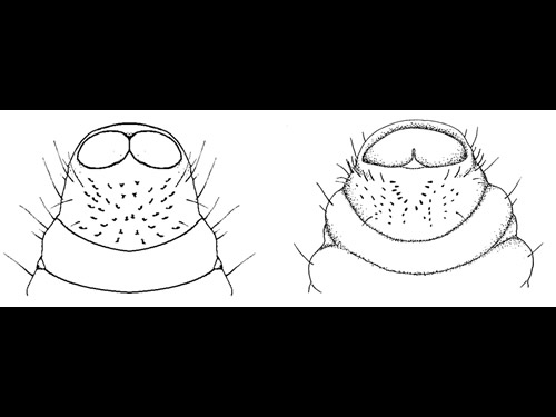 Mouths of beetle larva 