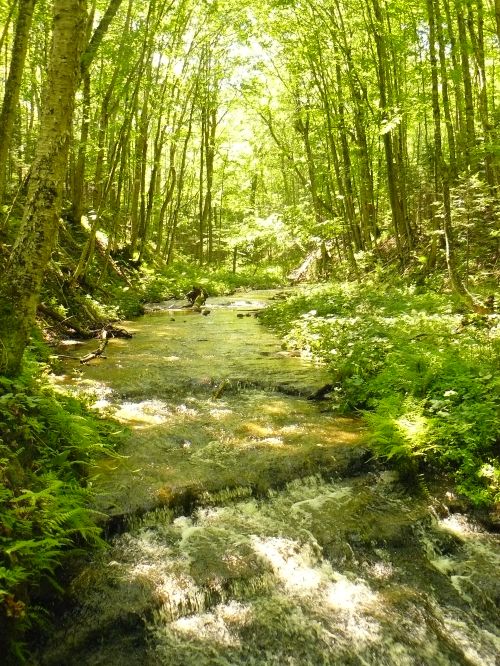 Riparian development, but regeneration and forest function are unlikely to occur. Photo credit: Bill Cook l MSU Extension