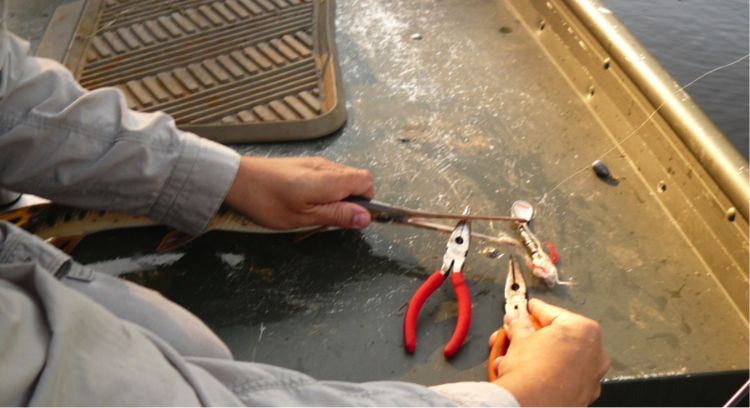 To avoid getting poked, prop a gar’s mouth open with one pair of pliers and use a second pair to tease the rope out from between the teeth. Photo: Dan O'Keefe | Michigan Sea Grant