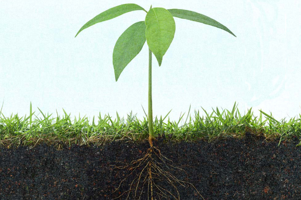 Two Year Certificate Programs - Department of Plant, Soil and ...