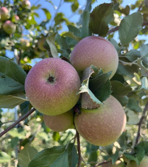 Evercrisp apples hanging from a branch.