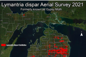 Lymantria Dispar Aerial Survey