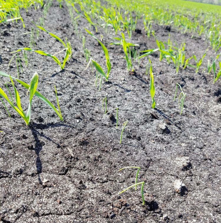 Onions in the flag stage in Newaygo County barley windbreaks on May 8, 2018. Photo by Ben Werling, MSU Extension.