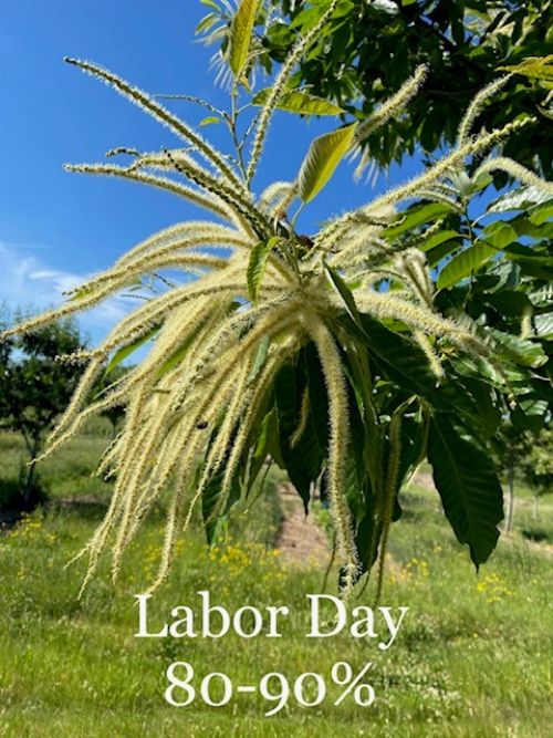 ‘Labor Day’ chestnut