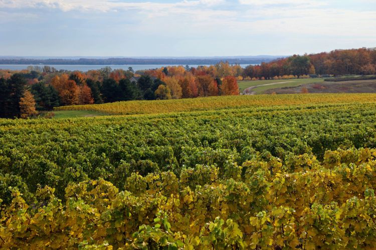 A wine vineyard in northern Michigan.