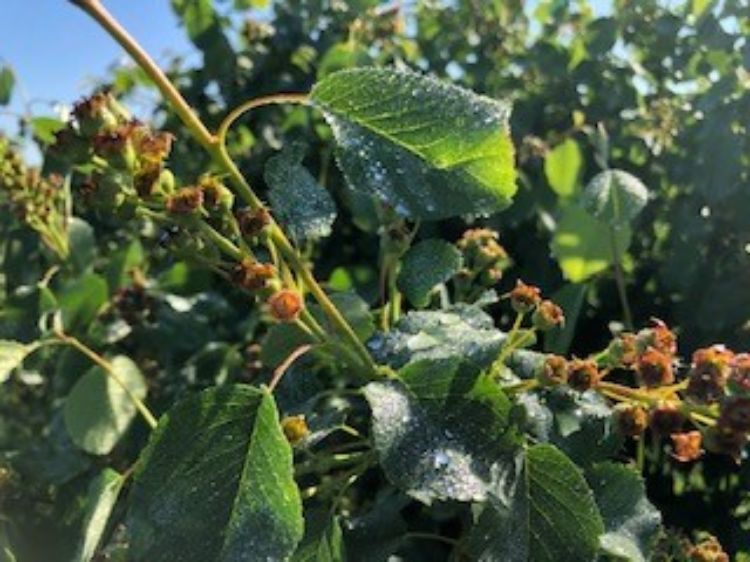 Saskatoons are at fruit set