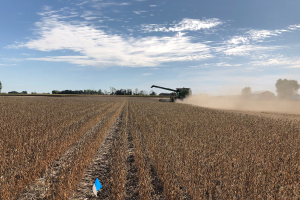 Participate in the Soybean Virtual Field Day on Aug. 26, 2020