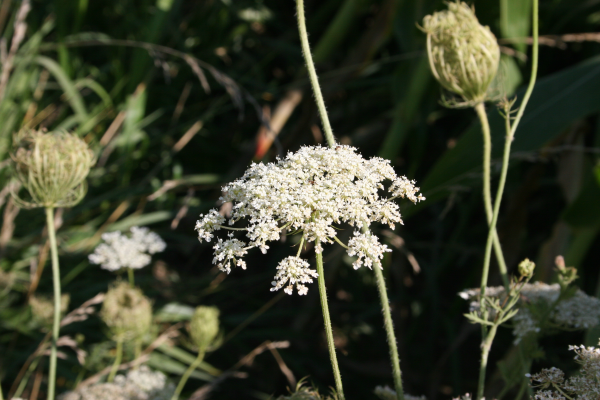 wild carrot