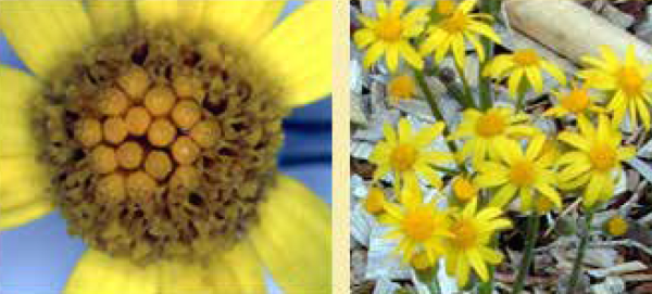 Round-leaved ragwort