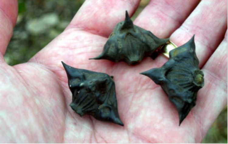 Water chestnut seeds have sharp barbs that can attach to boats and animals, which help them spread from location to location. Photo: Conewango Creek Watershed Association
