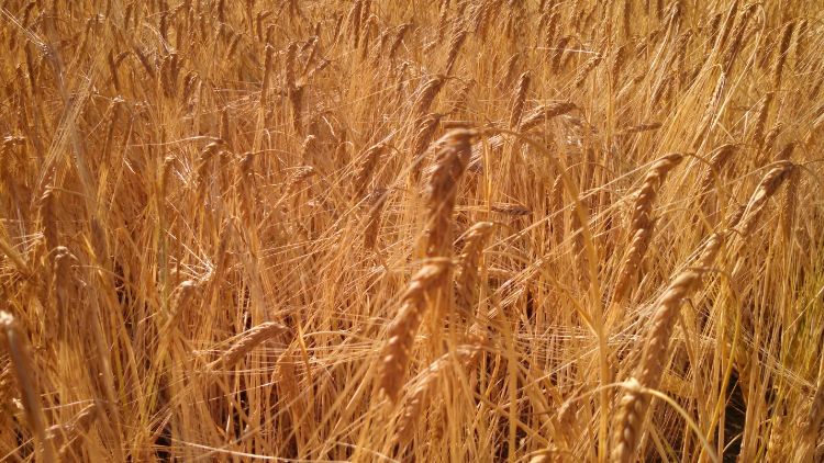 Conlon malting barley at harvest time in Empire, Michigan. l MSU Extension