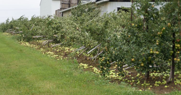 Apple trees torn down from heavy winds.