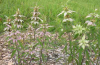 Horsemint and Spotted bee balm