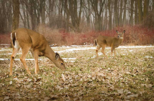 When nature calls: Pursuing Research in the perfect setting