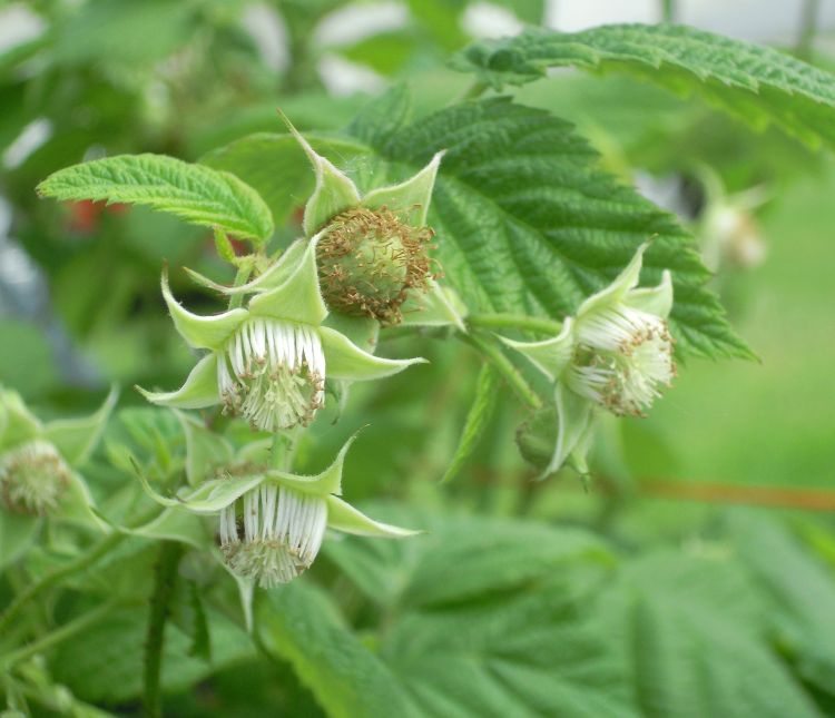 One flower in this raspberry cluster has finished blooming and the other three are in bloom. Some raspberry varieties lack petals on their flowers and bloom is very inconspicuous. All photos: Mark Longstroth, MSU Extension